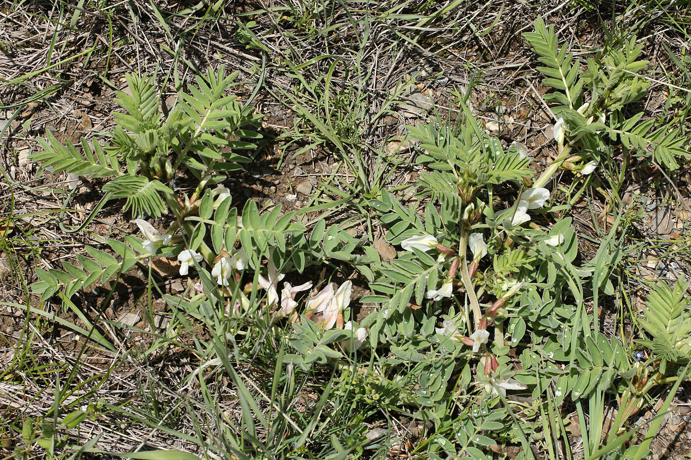 Image of Astragalus nucifer specimen.