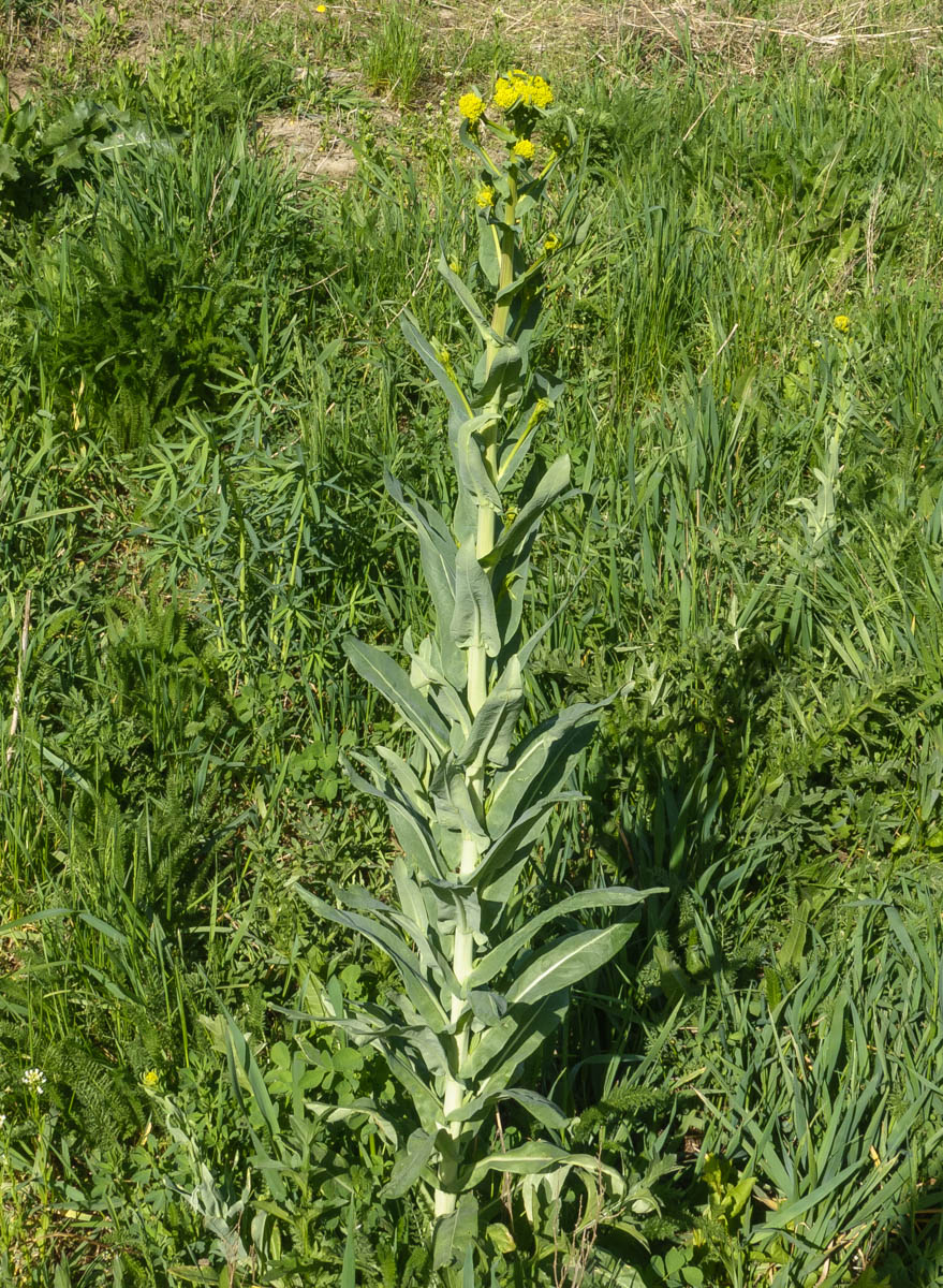 Image of Isatis costata specimen.