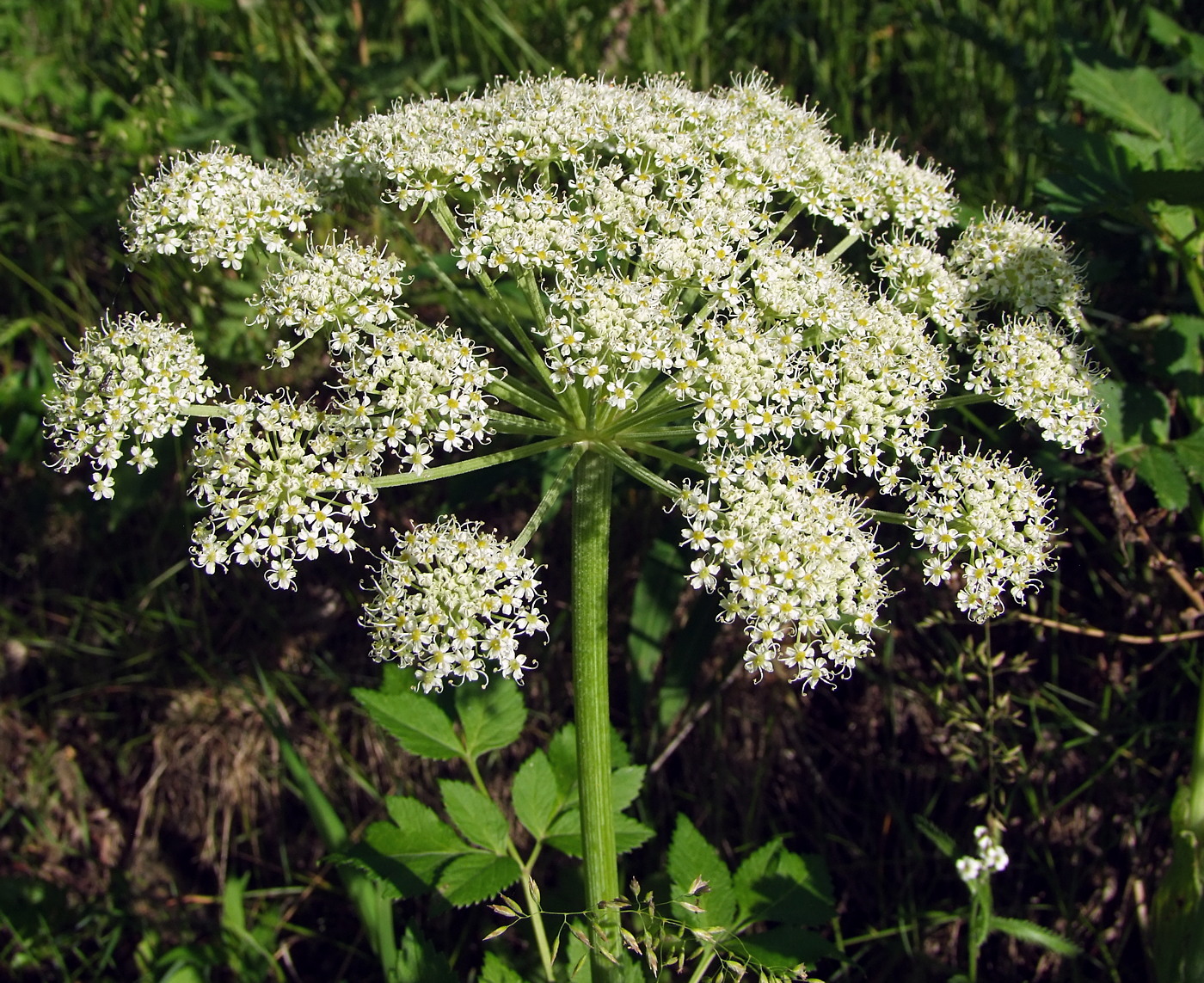 Изображение особи Coelopleurum gmelinii.