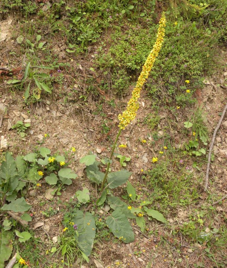 Image of Verbascum marschallianum specimen.