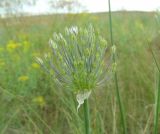 Allium caesium