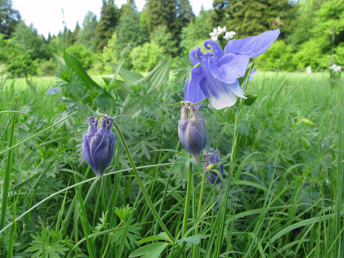 Изображение особи Aquilegia olympica.