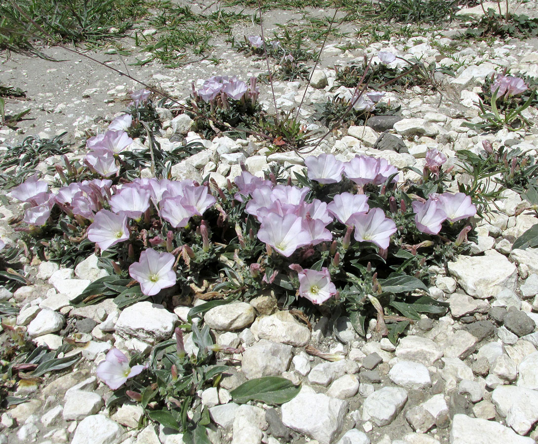 Изображение особи Convolvulus lineatus.