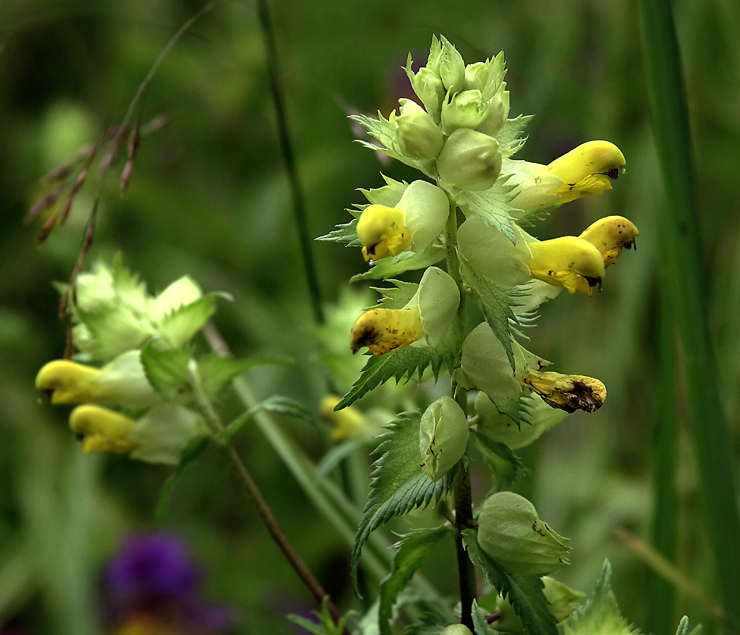 Image of genus Rhinanthus specimen.