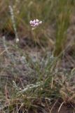 Allium tenuissimum