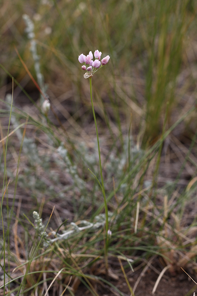 Изображение особи Allium tenuissimum.