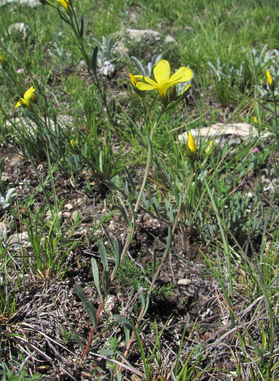 Изображение особи Linum alexeenkoanum.