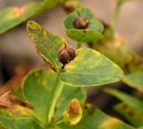 Euphorbia komaroviana