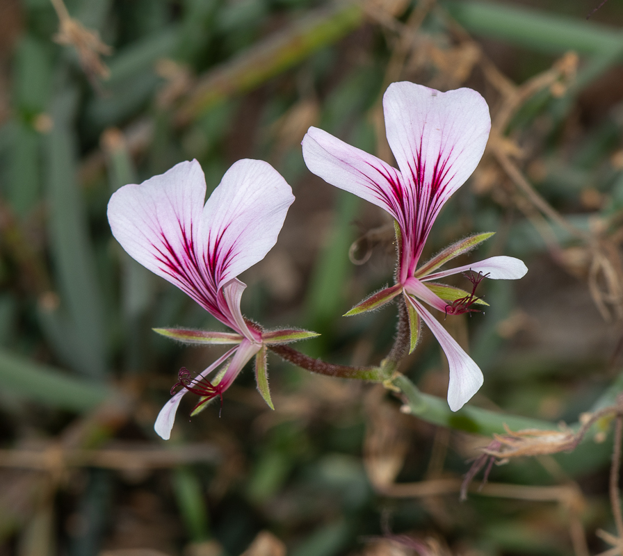 Image of Pelargonium tetragonum specimen.