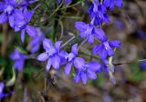 Delphinium consolida. Цветки. Московская обл., гор. округ Озёры, окр. с. Клишино, скошенное поле. 15.09.2019.