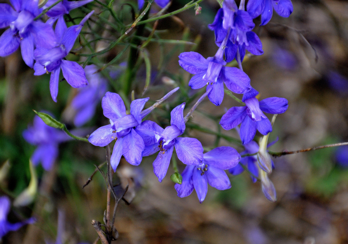 Image of Delphinium consolida specimen.