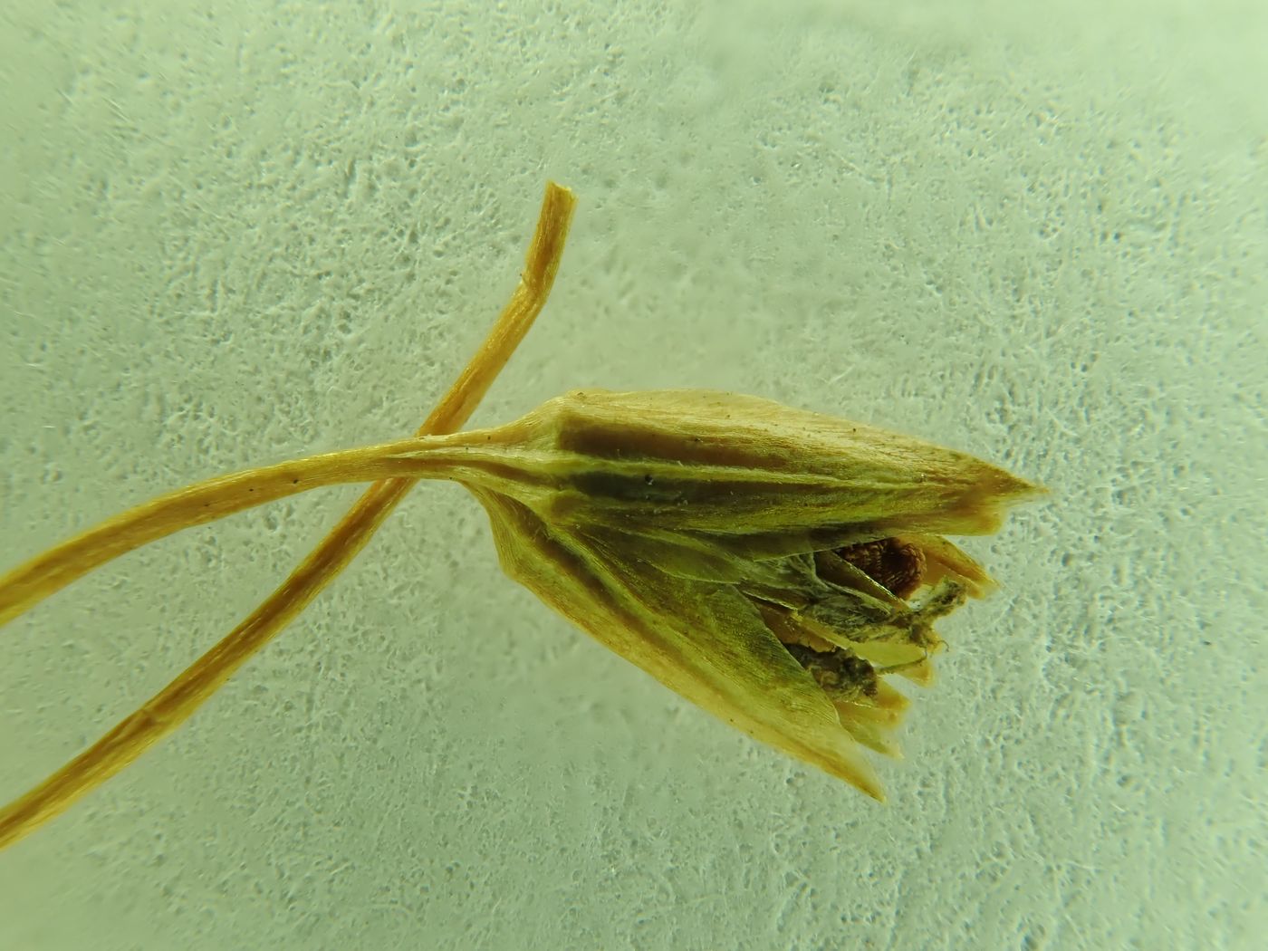 Image of Stellaria dahurica specimen.