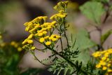 Tanacetum vulgare. Верхушка побега с соцветиями. Карачаево-Черкесия, Урупский р-н, окр. пос. Рожкао, 1155 м н.у.м., берег р. Рожкао. 12.08.2017.