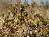 Salix fuscescens