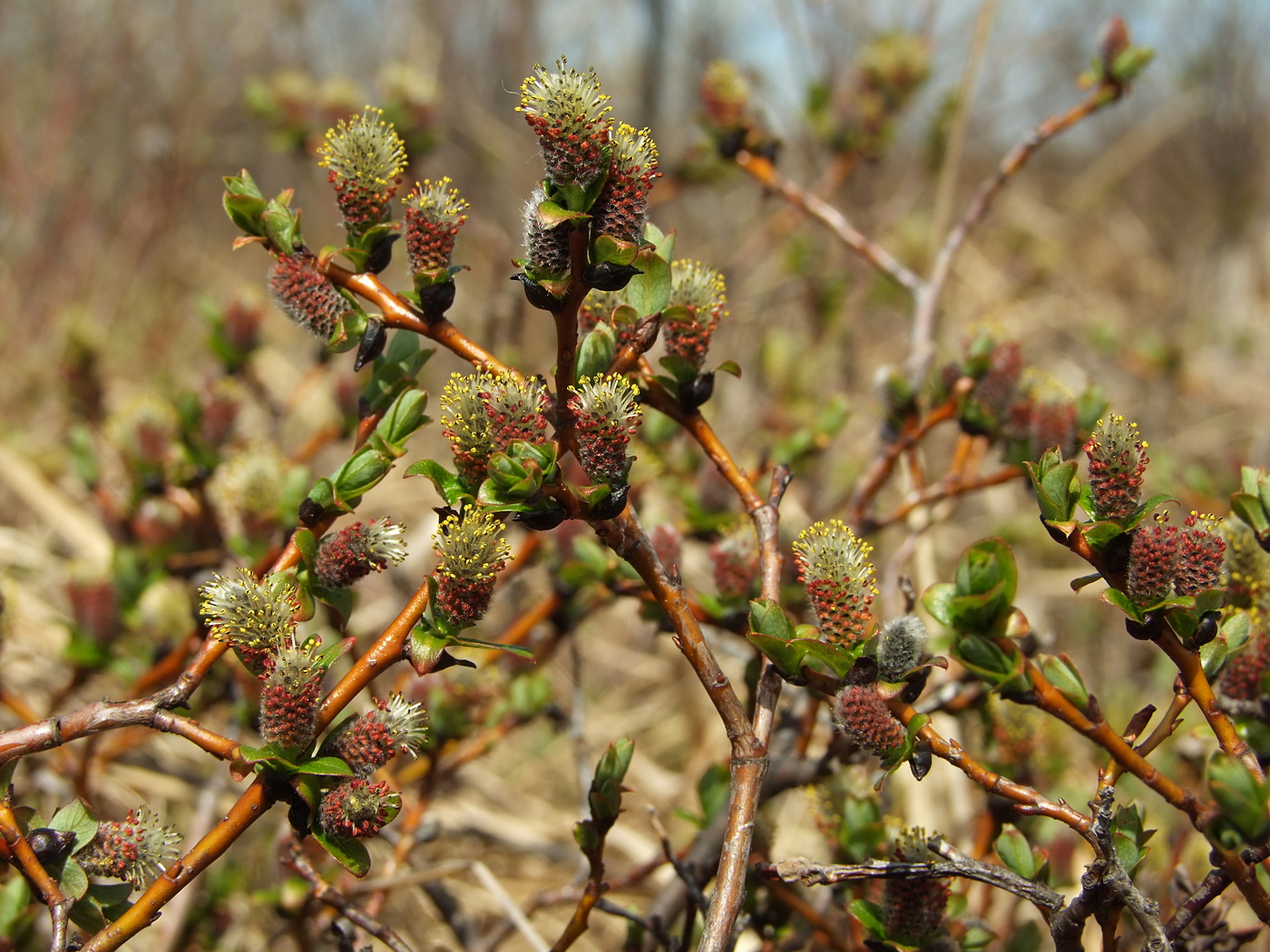 Изображение особи Salix fuscescens.