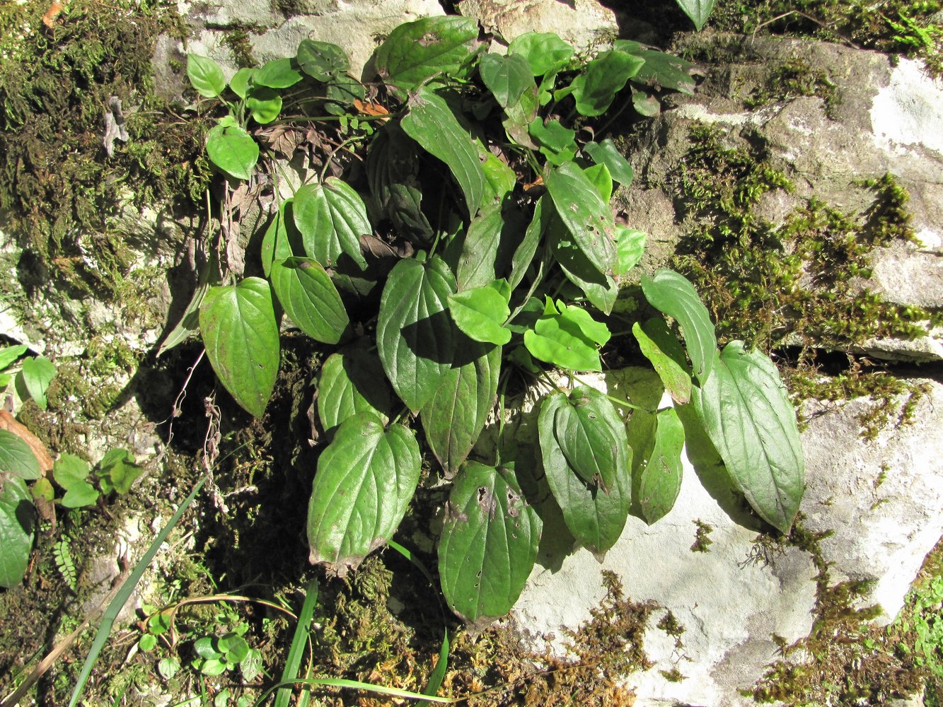 Изображение особи Omphalodes cappadocica.