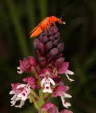 Image of taxon representative. Author is Александр Зорин