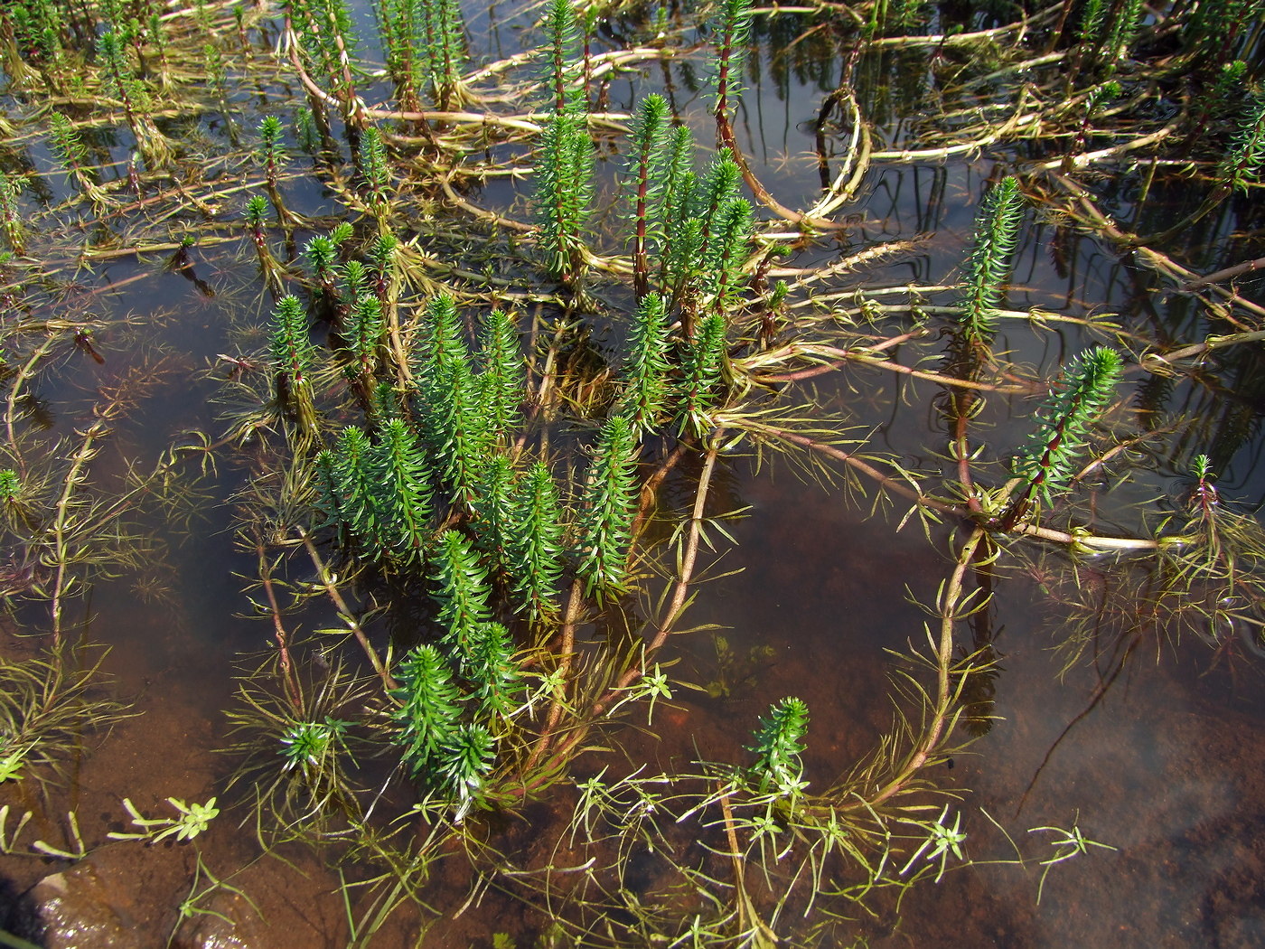 Изображение особи Hippuris vulgaris.