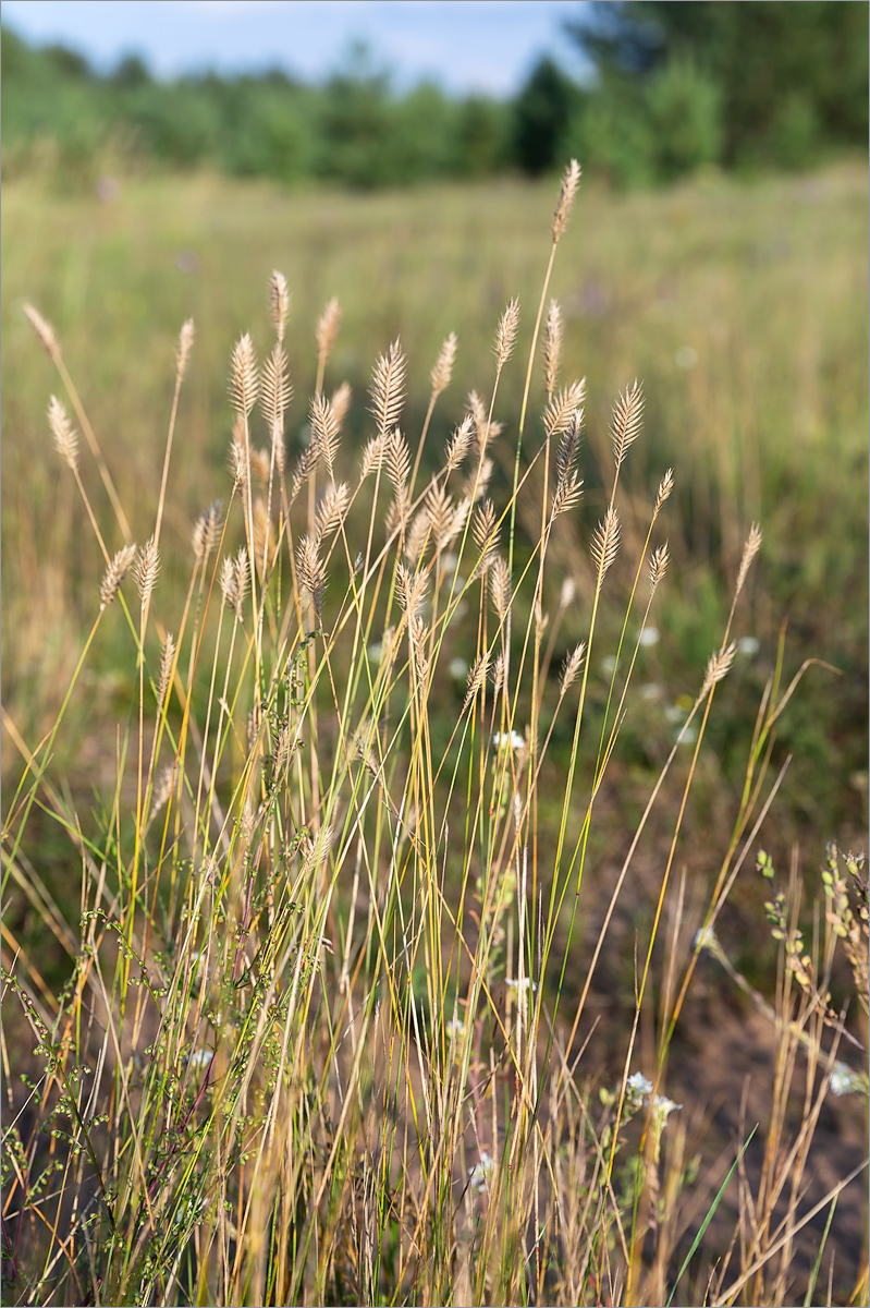 Изображение особи Agropyron pectinatum.