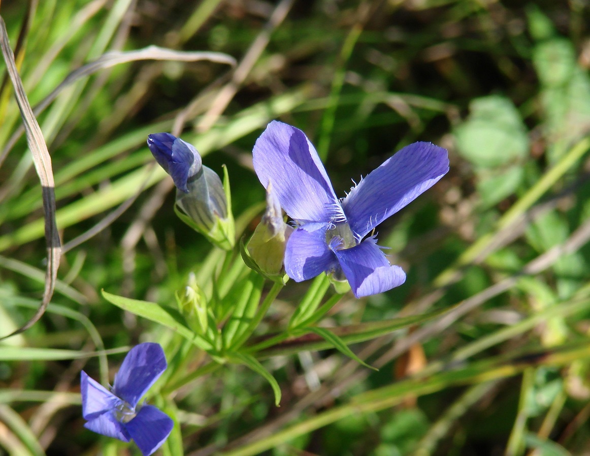 Изображение особи Gentianopsis barbata.