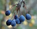 Berberis sphaerocarpa