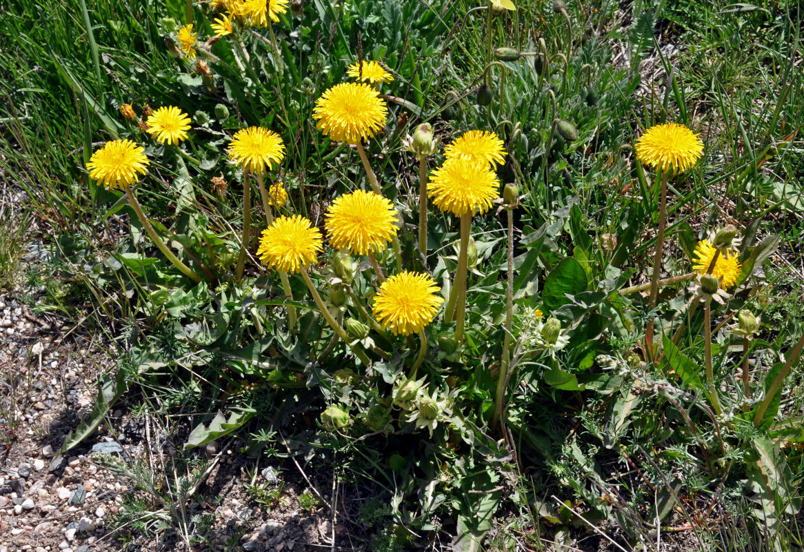 Изображение особи род Taraxacum.