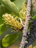 Betula humilis