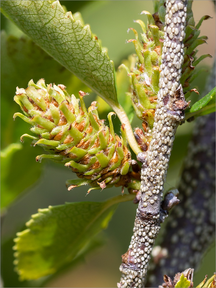 Image of Betula humilis specimen.