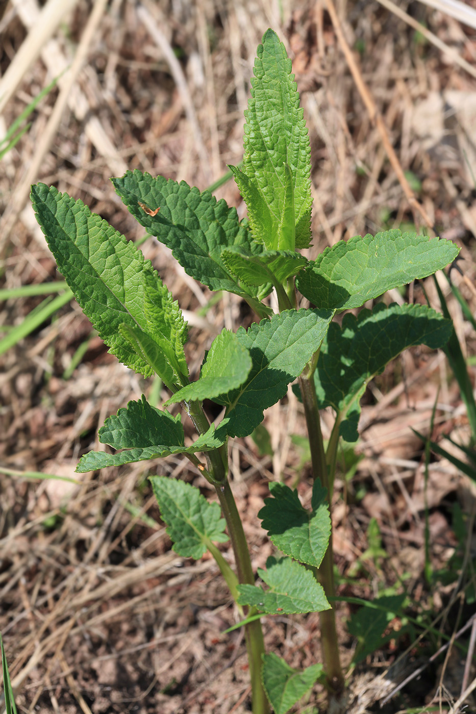 Изображение особи Scrophularia nodosa.