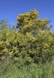 Acacia dealbata. Группа цветущих деревьев в окружении самосевных побегов. Испания, автономное сообщество Каталония, провинция Жирона, комарка Баш Эмпорда, муниципалитет Калонже, заброшенный сад на краю поля. 23.02.2020.