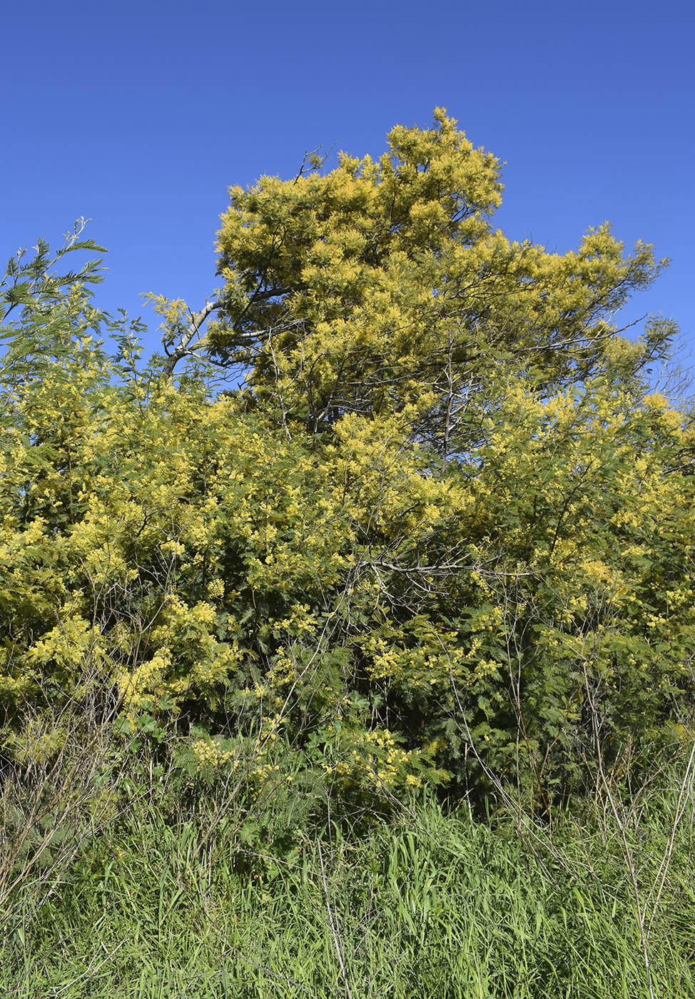 Image of Acacia dealbata specimen.