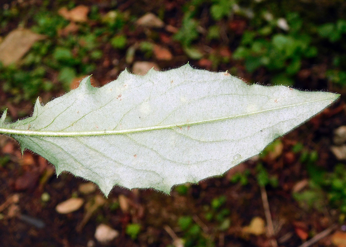 Image of Hieracium vulgatum specimen.