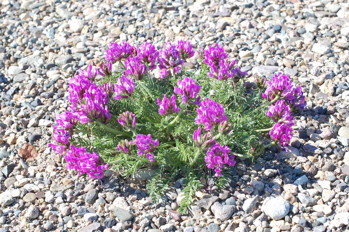 Image of Oxytropis anadyrensis specimen.