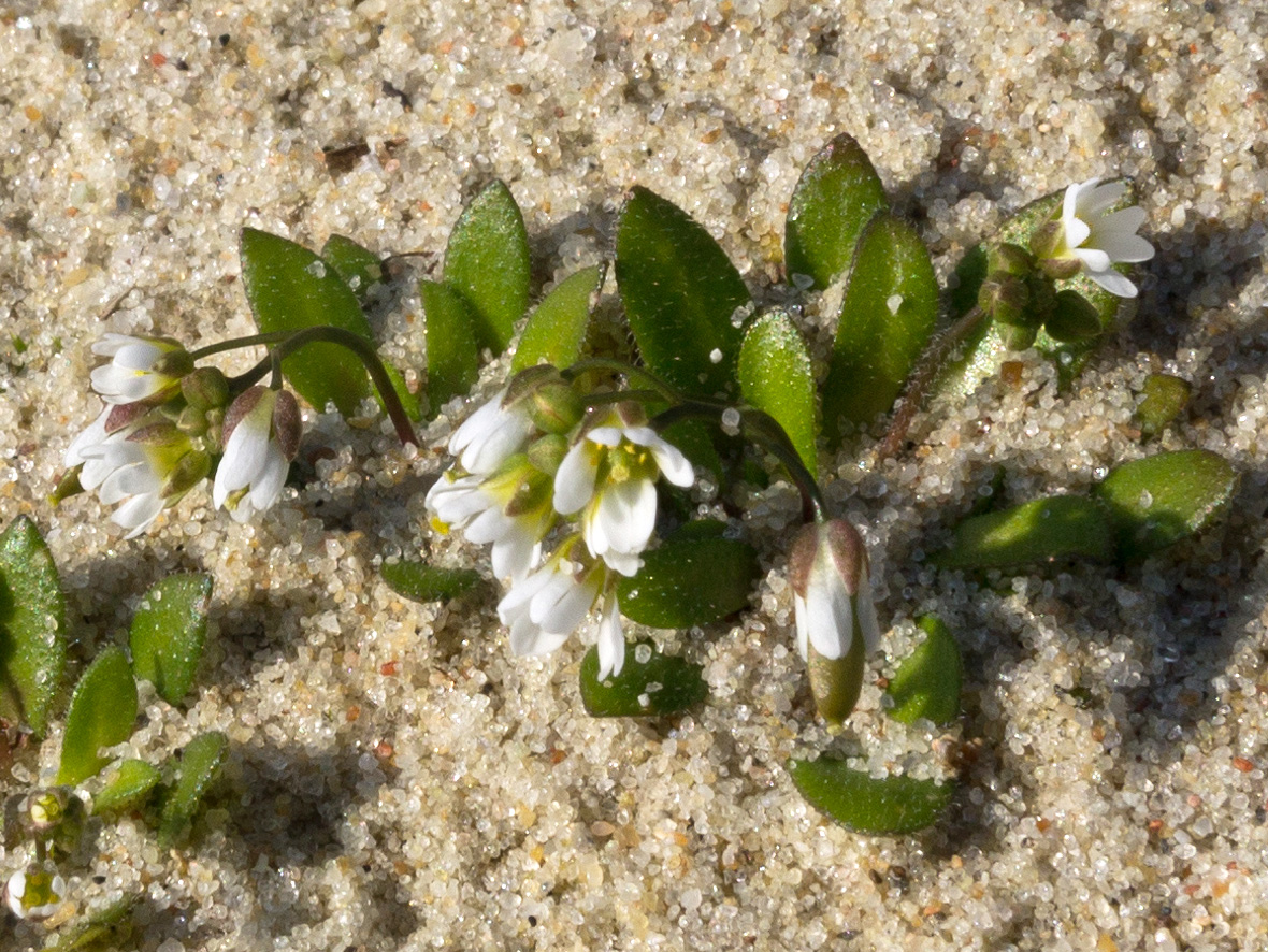 Image of Erophila verna specimen.