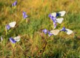 Gentiana olivieri