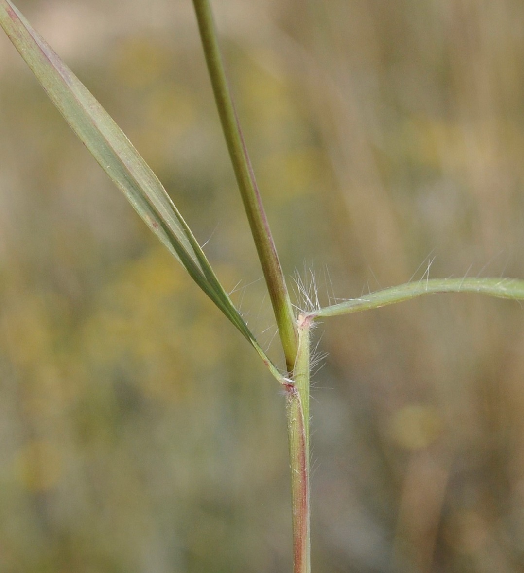 Изображение особи Andropogon distachyos.