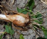 Allium pallens ssp. coppoleri