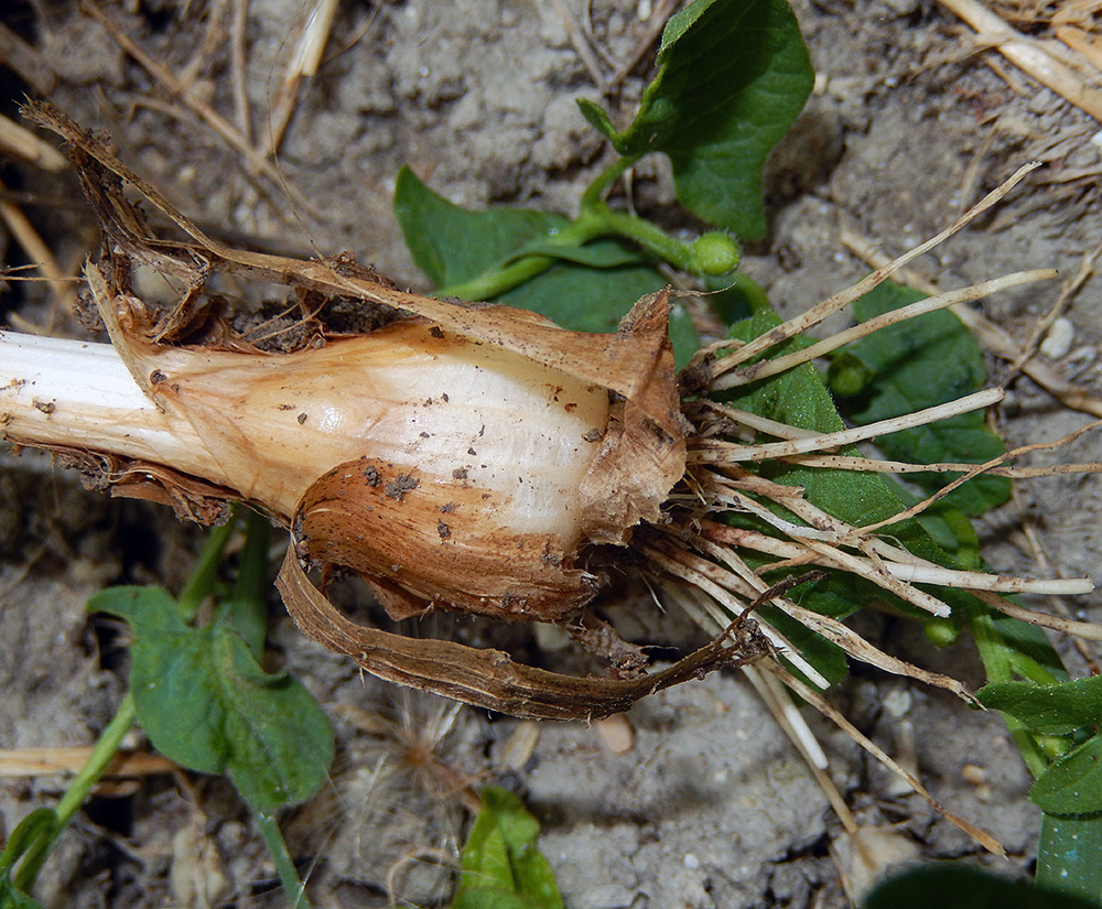 Изображение особи Allium pallens ssp. coppoleri.