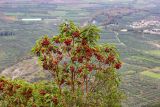 Arbutus andrachne