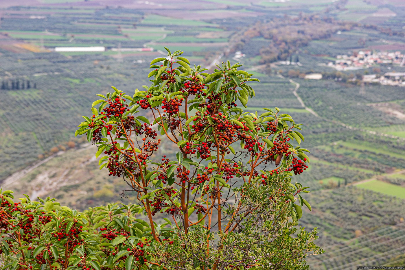 Image of Arbutus andrachne specimen.