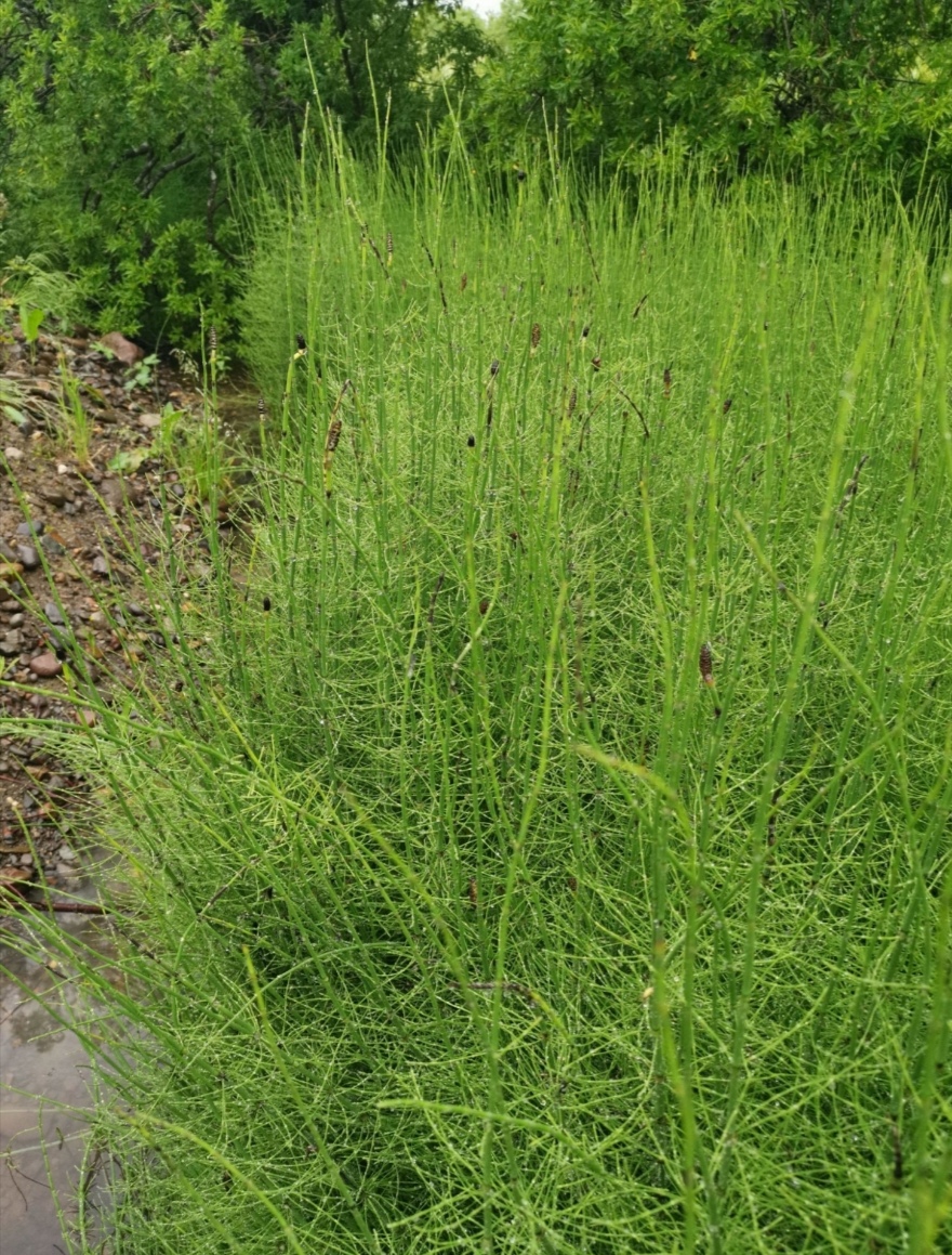 Изображение особи Equisetum fluviatile.