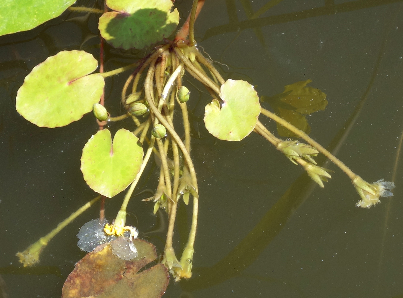 Image of Nymphoides peltata specimen.