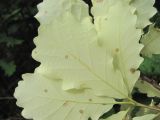 Quercus petraea