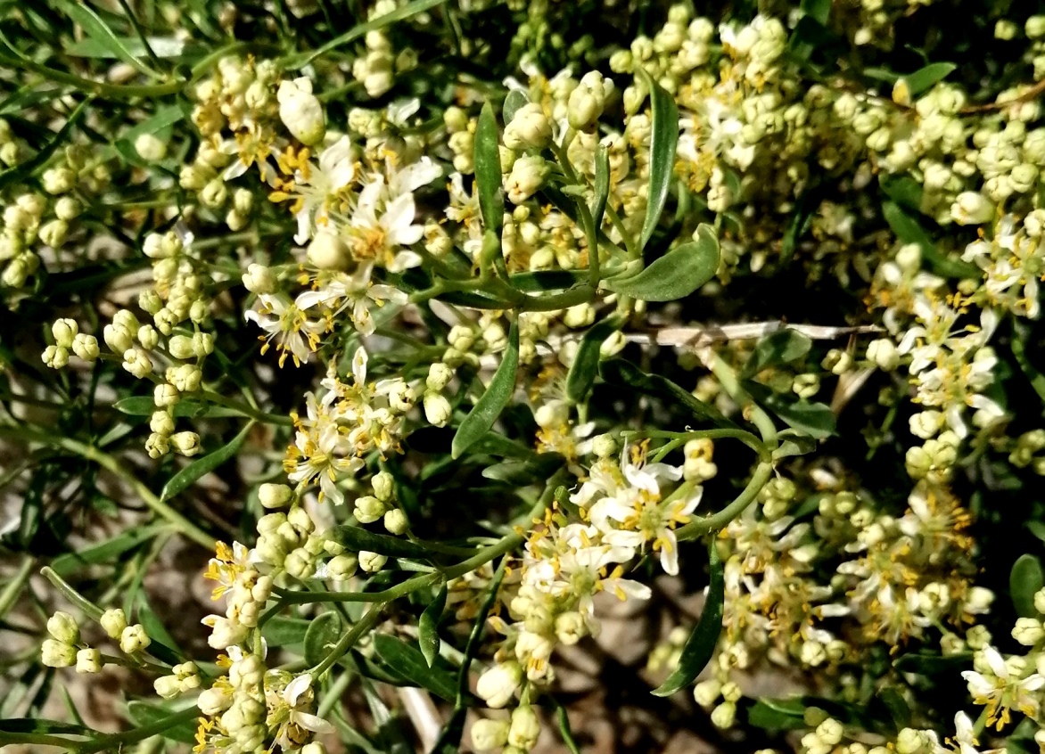 Image of Nitraria sibirica specimen.