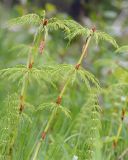 Equisetum sylvaticum