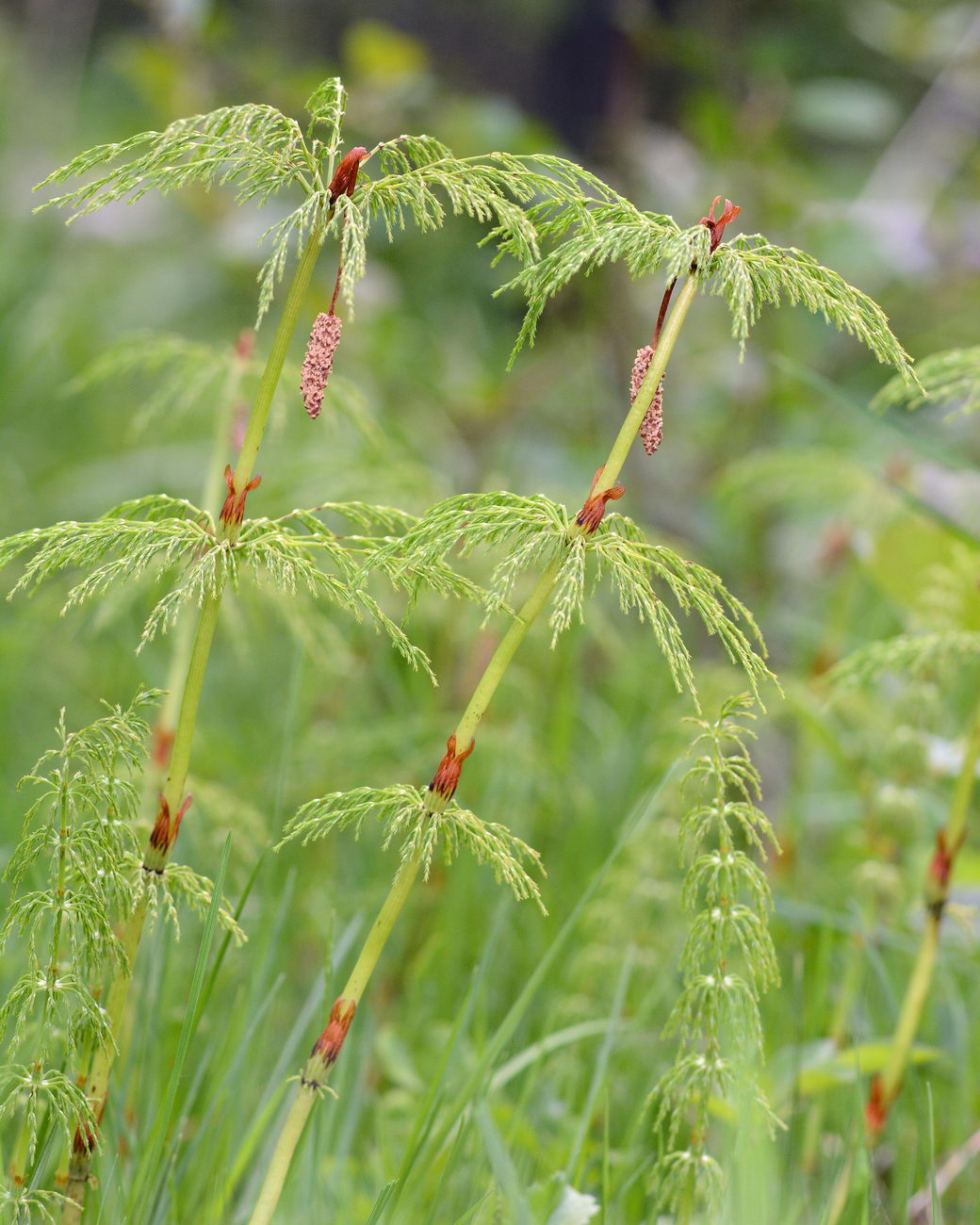 Изображение особи Equisetum sylvaticum.