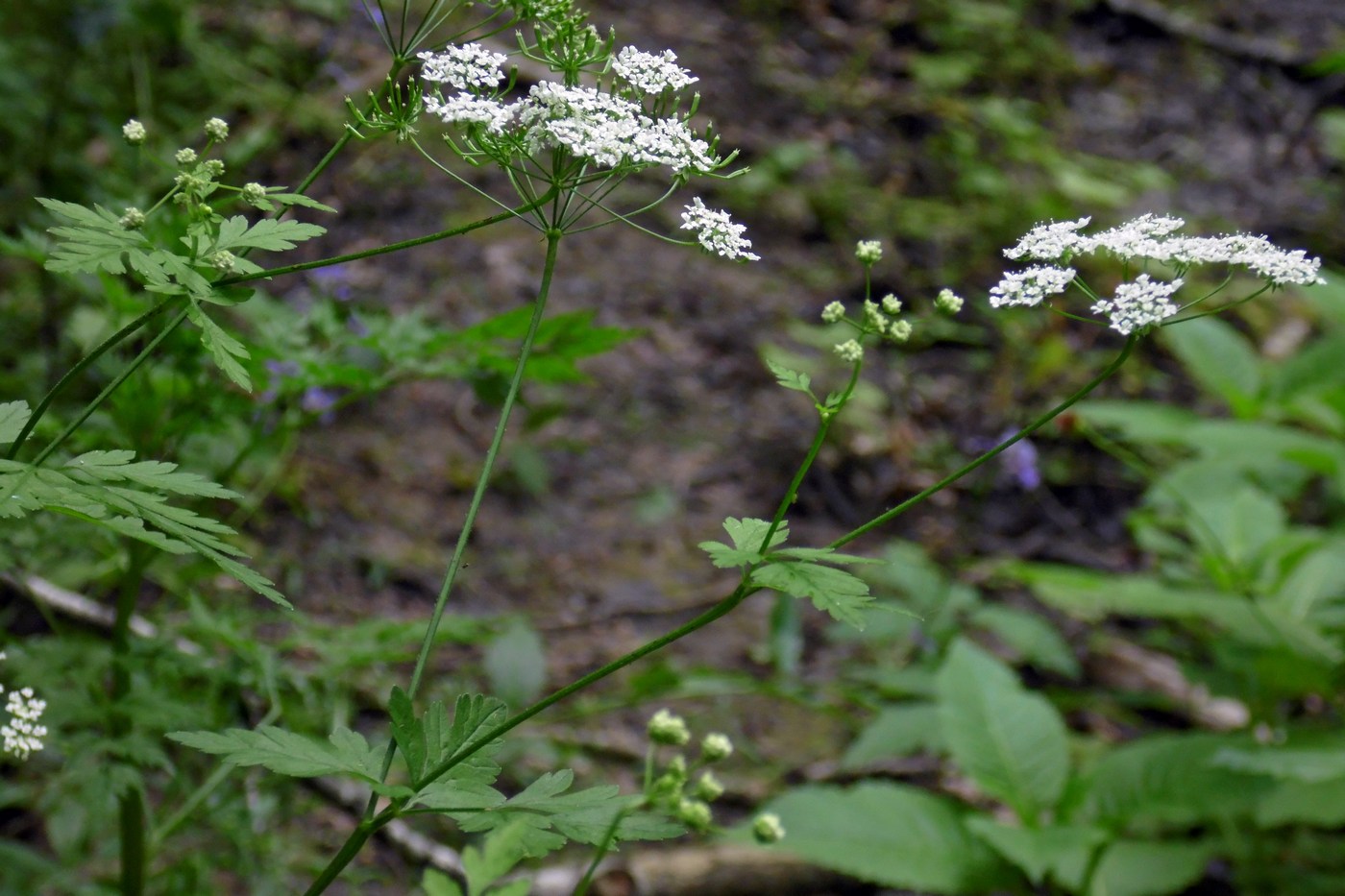 Image of Chaerophyllum temulum specimen.