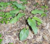 Arum elongatum