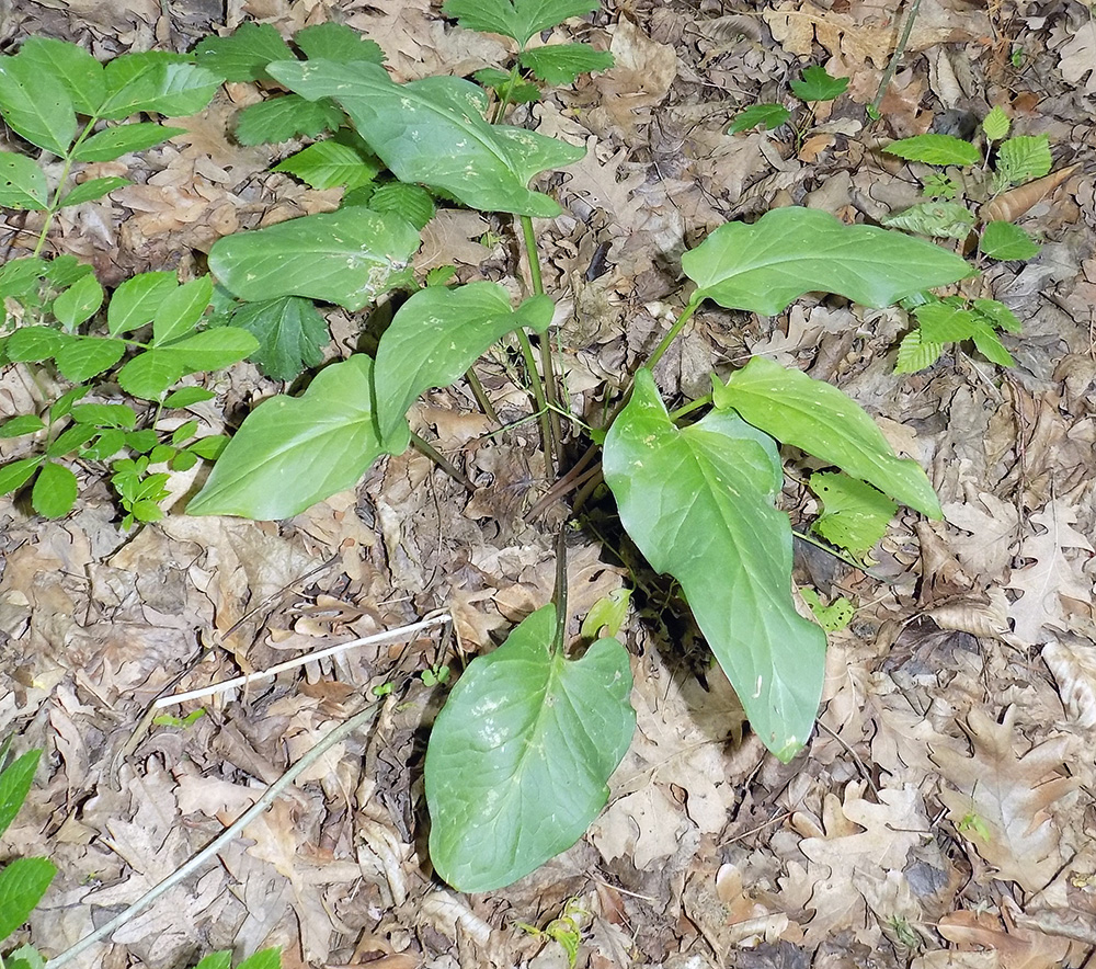 Изображение особи Arum elongatum.