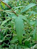 Persicaria hydropiper